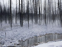 Trees in the mist: Yellowstone National Park, near Midway Basin